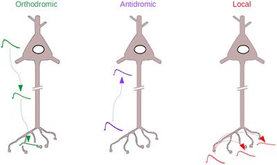 Antidromic Analog Signaling